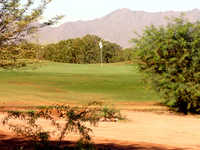 Bougainvillea GC
