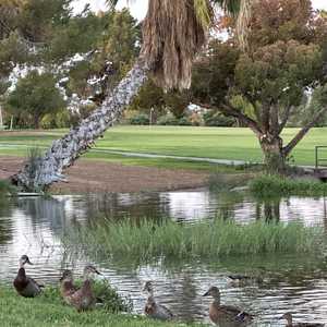 Palmbrook GC: #10